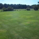 Zoysia Grass Seed