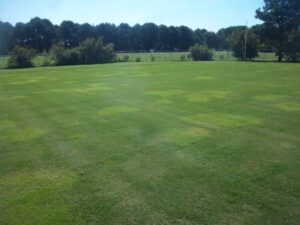 Zoysia Grass Seed
