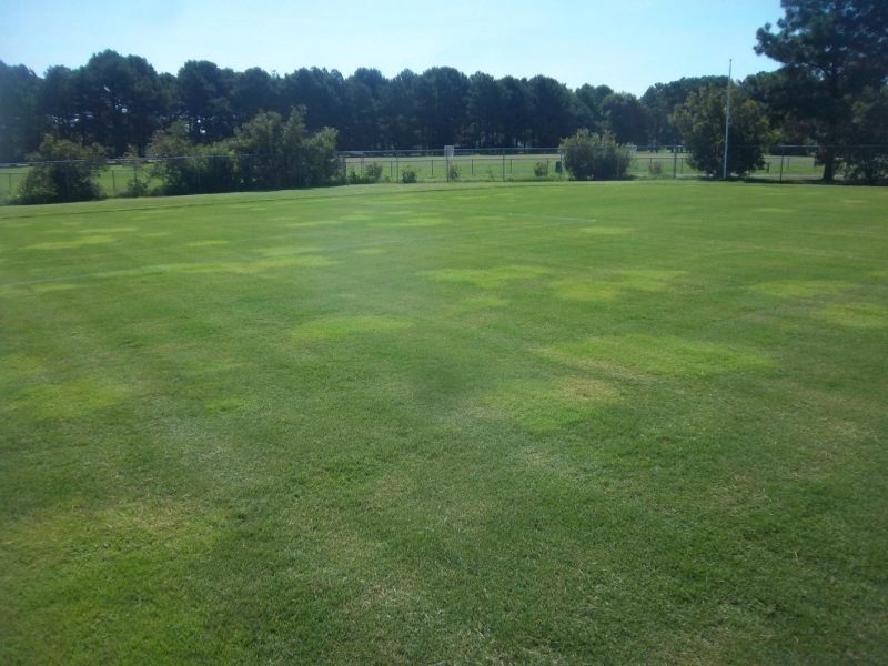 Zoysia Grass Seed